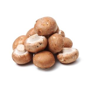 Brown Mushroom Neatherlands