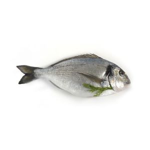 Sea Bream