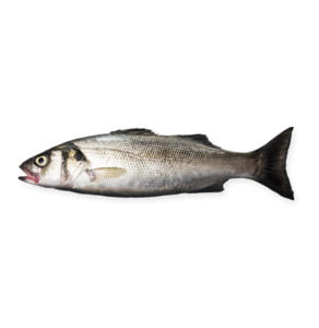 Sea Bass