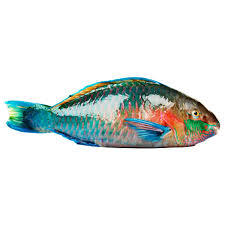 Parrot Fish