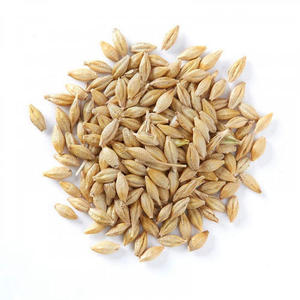 Al Douri Barley Seeds