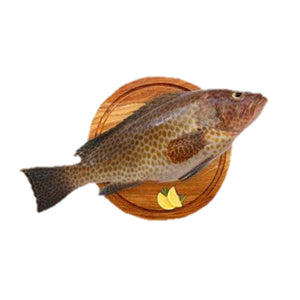 Reef Cod / Hamour Whole Cleaned UAE