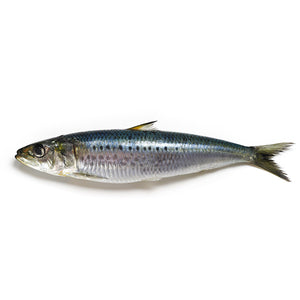 Sardine Large Whole Cleaned UAE