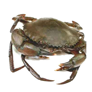 Mud Crab Pakistan