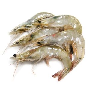 Fresh Shrimps 20/30