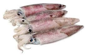 Squid Small