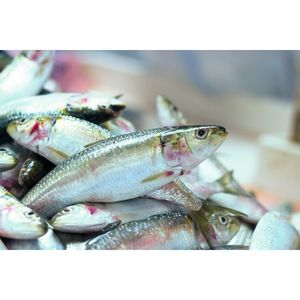 Sardines Fresh Cleaned UAE