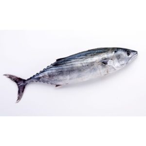 Wild Tuna Black (Non- Sushi Grade) Fresh Cleaned UAE