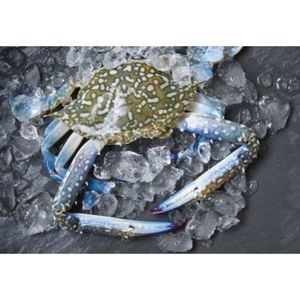 Blue Swimmer Crabs Fresh Whole UAE