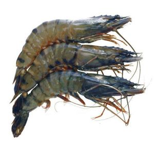 Wild King Prawns Black Tiger Whole Fresh India