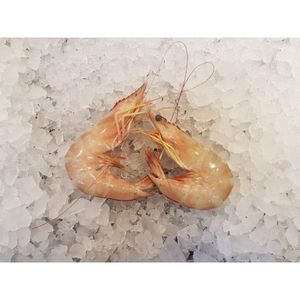 Wild White King Prawns Whole Fresh Oman