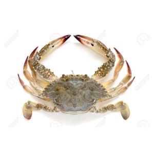 Female Crabs Fresh Whole UAE
