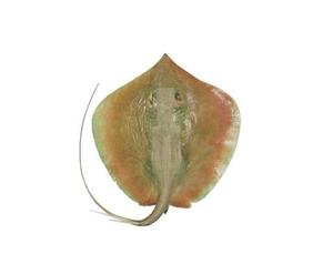 Thirandy Thirandi/Ray Fish – myGroceryfinder