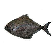 Black Pomfret