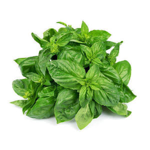 Basil Leaves