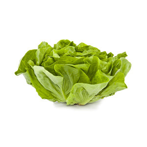 Lettuce Bostan Holland