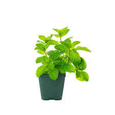 Mint Pot