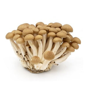 Mushroom Brown Shimeji Thailand