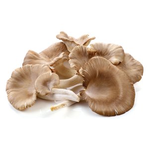 Mushroom Oyster Holland