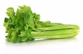 Organic Celery Holland