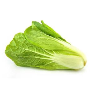 Organic Lettuce Romaine Lebanon