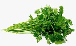 Organic Parsley Kenya