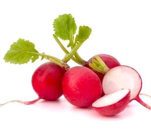 Organic Radish Red Lebanon