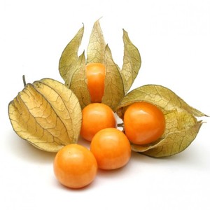 Physalis Holland