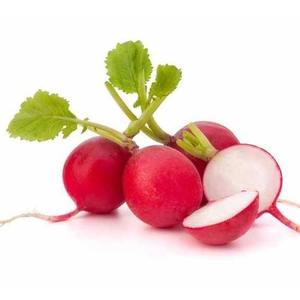 Radish Red Netherlands