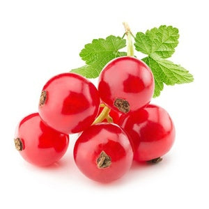 Red Currant Holland