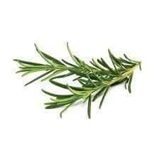 Rosemary Pot UAE