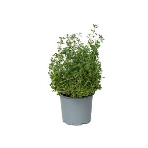 Thyme Pot UAE